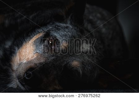 Studio Portrait Of A Beautiful Tri-coloured Blue Heeler Dog