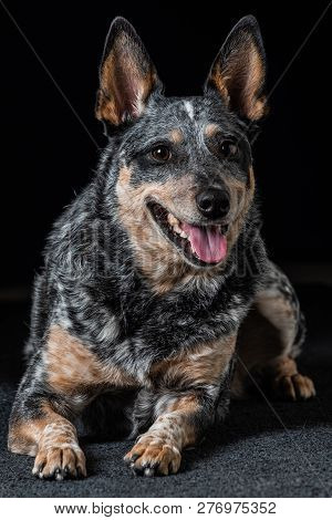Studio Portrait Of A Beautiful Tri-coloured Blue Heeler Dog