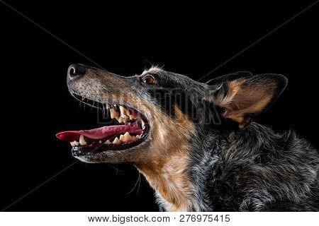 Studio Portrait Of A Beautiful Tri-coloured Blue Heeler Dog