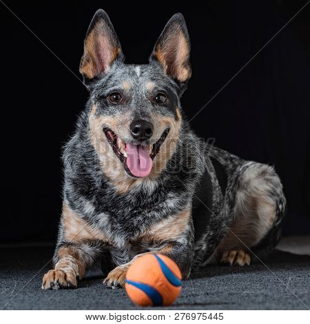 Studio Portrait Of A Beautiful Tri-coloured Blue Heeler Dog