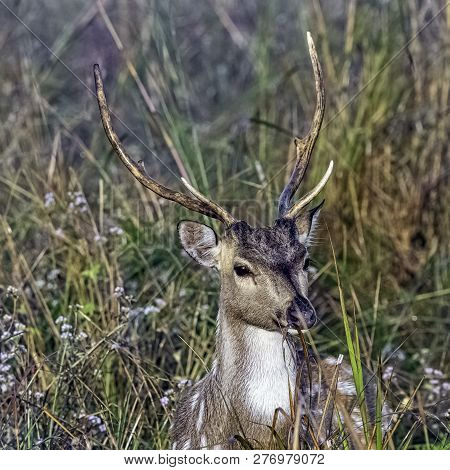 Portrait Of Young Male Chital Or Cheetal (axis Axis), Also Known As Spotted Deer Or Axis Deer - Jim 