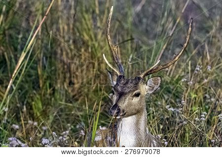 Portrait Of Young Male Chital Or Cheetal (axis Axis), Also Known As Spotted Deer Or Axis Deer - Jim 