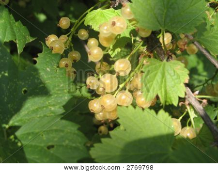 Ribes giallo