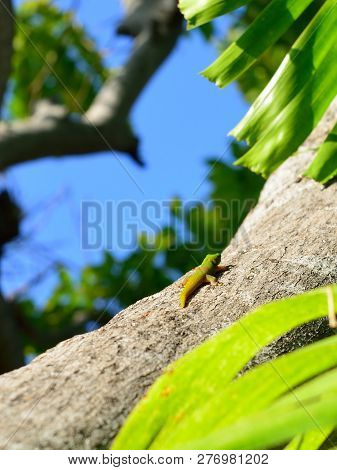 Closeup Of The Gold Dust Day Gecko On A Tree In Hawaii