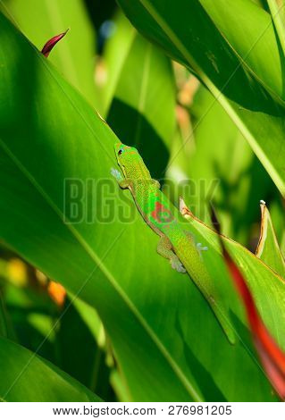 Closeup Of The Gold Dust Day Gecko On A Leaf In Hawaii