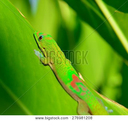 Closeup Of The Gold Dust Day Gecko On A Leaf In Hawaii