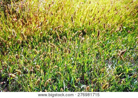 Yellow Foxtail (setaria Pumila), Also Known As Yellow Bristle-grass, Pigeon Grass, And Cattail Grass
