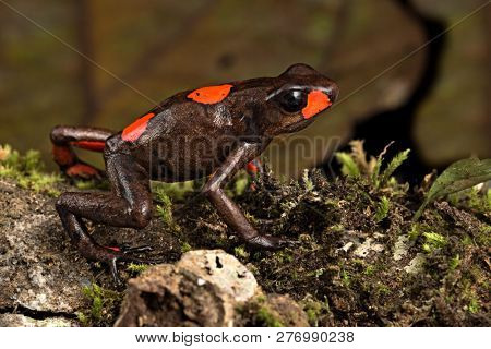 poison dart frog, Oophaga histrionica. The harlequin dartfrog red bullseye morph endemic in the tropical rain forest of Choco Colombia. 