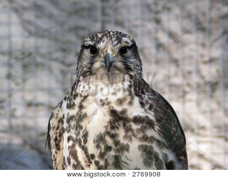 Vogel portret