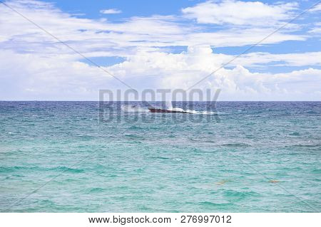 Sunken Ship And Sargassum Algae In The Atlantic Ocean
