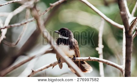 Bird (malaysian Pied Fantail) In A Nature Wild