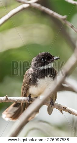 Bird (malaysian Pied Fantail) In A Nature Wild