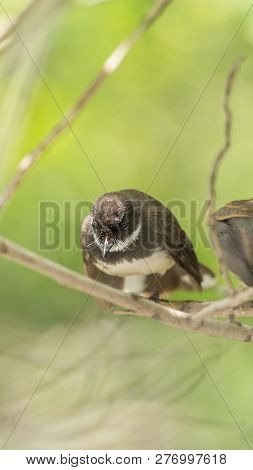 Two Birds (malaysian Pied Fantail) In Nature Wild