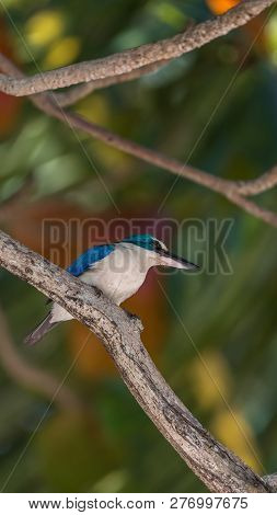 Bird (white-collared Kingfisher) In A Nature Wild
