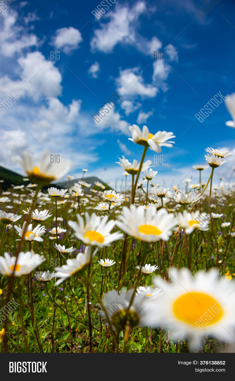 Field Daisies Sunlight Image & Photo (Free Trial) Bigstock