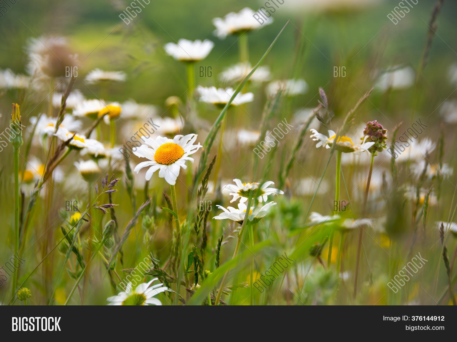 Field Daisies Sunlight Image & Photo (Free Trial) Bigstock