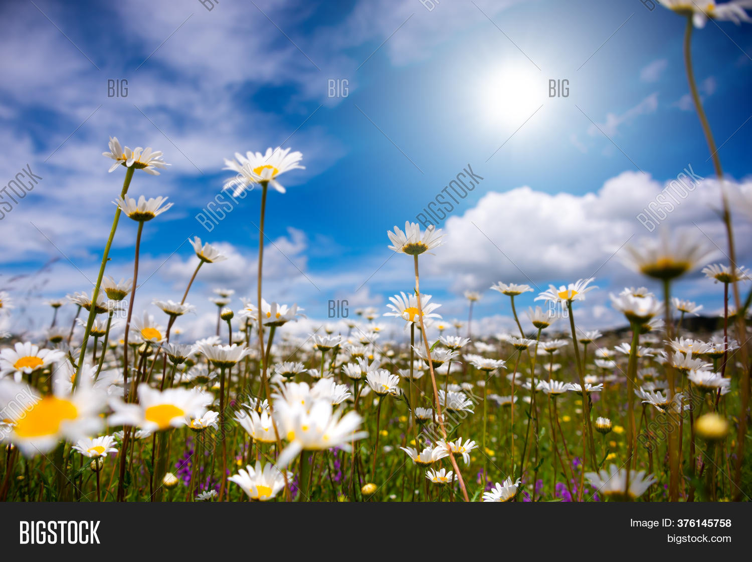 Field Daisies Sunlight Image & Photo (Free Trial) Bigstock