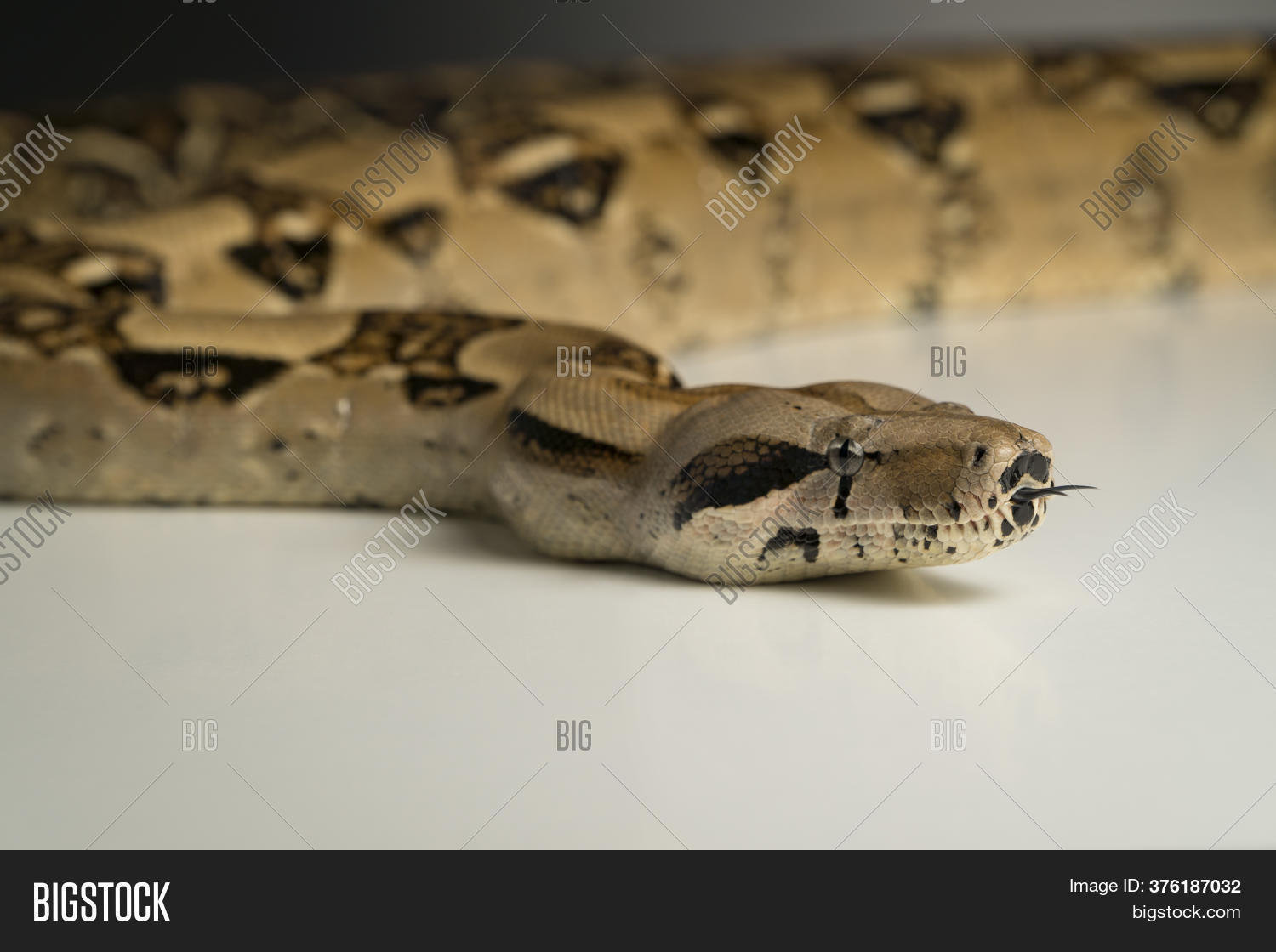 Boa Constrictor Snake Image & Photo (Free Trial) | Bigstock