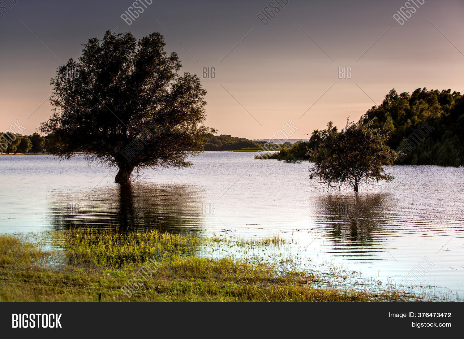 Trees Lake Roots Under Image & Photo (Free Trial) | Bigstock