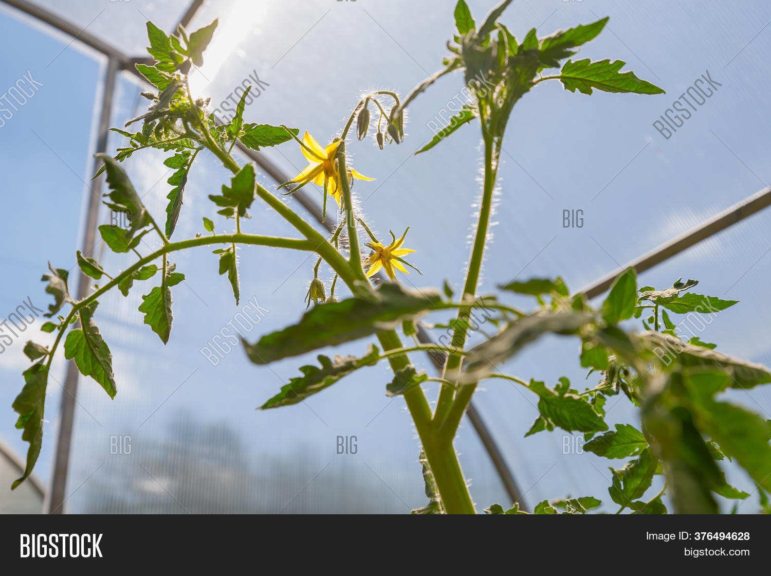 Tomato Plant Flower. Image & Photo (Free Trial) Bigstock