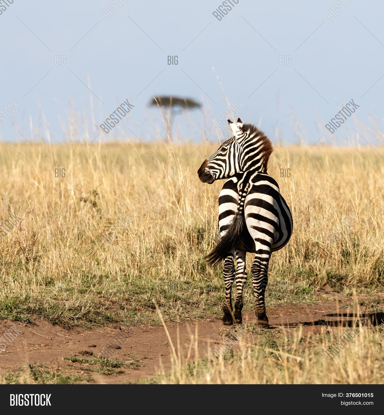 Pregnant Plains Zebra Image & Photo (Free Trial) Bigstock