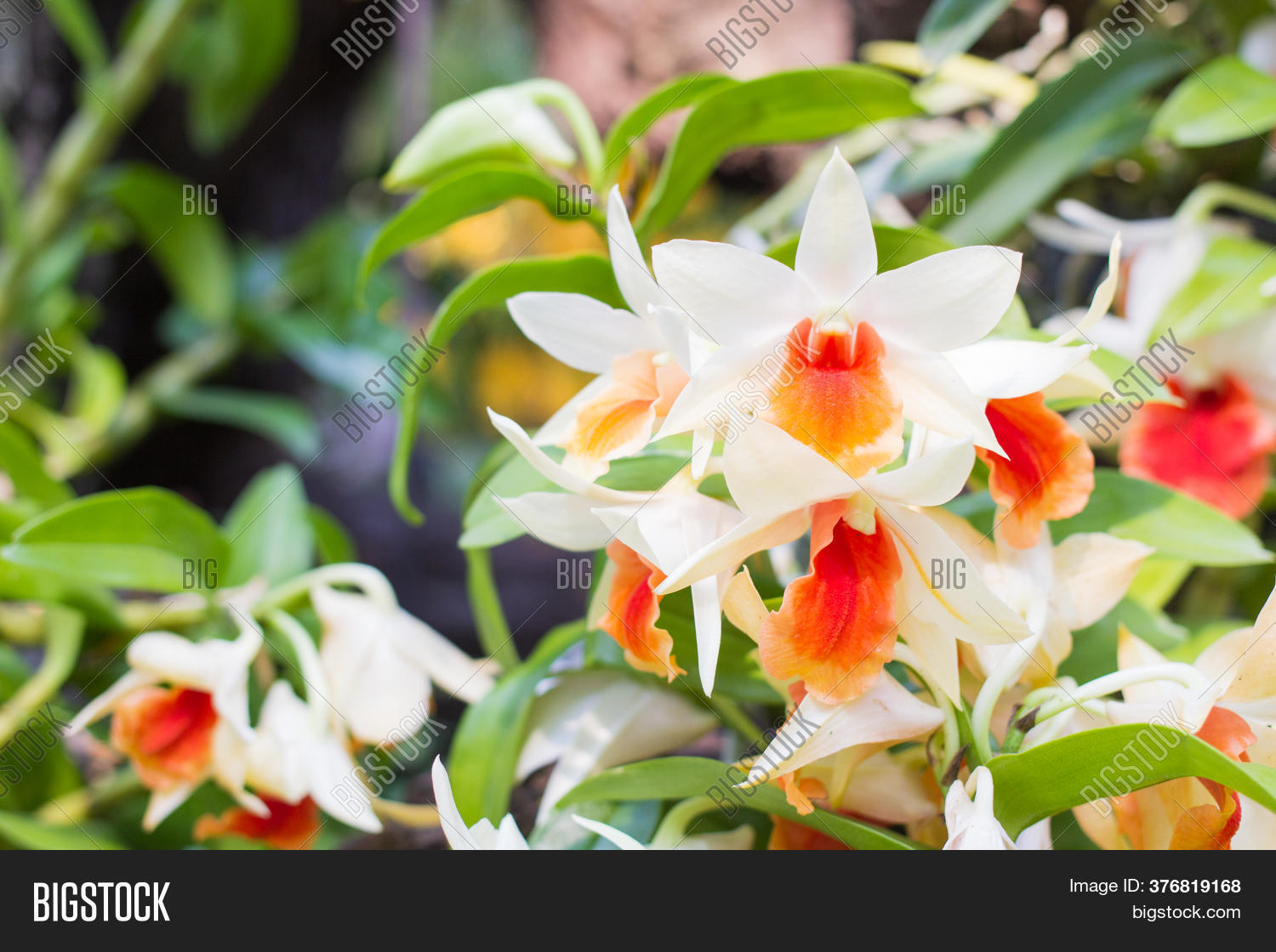 White Orange Orchids Image & Photo (Free Trial) Bigstock