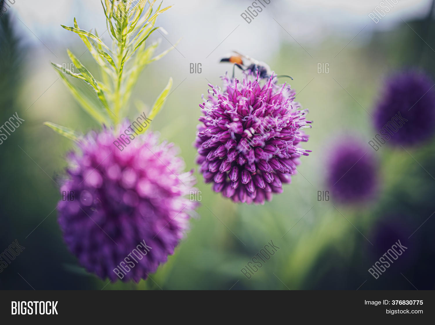 Round Purple Flower Image & Photo (Free Trial) Bigstock