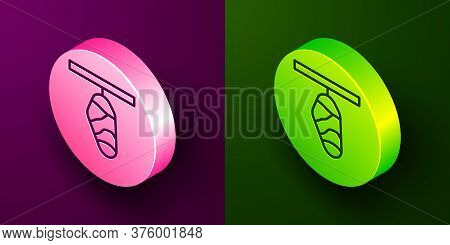 Isometric Line Butterfly Cocoon Icon Isolated On Purple And Green Background. Pupa Of The Butterfly.