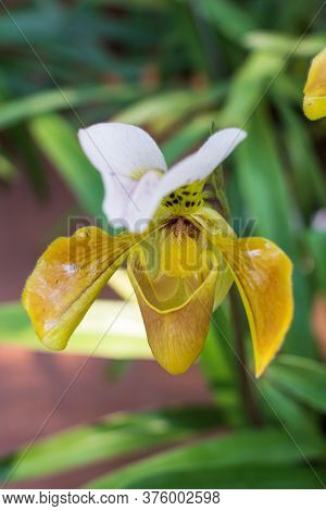 Close Up Orchids Flower On A Green And White Bokeh Background.orchid Flowers Taken At An Exhibition 