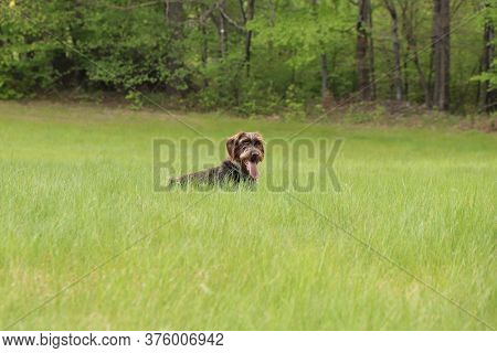 Well Hidden Bohemian Wire - Cesky Fousek. He Is Resting In The Pleasant And Soft Grass Of His Master