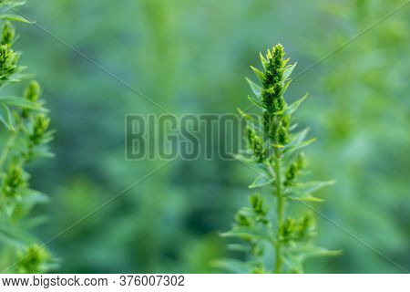Natural Blurred Background Of Green Garden Plants, Gently Green Pattern.