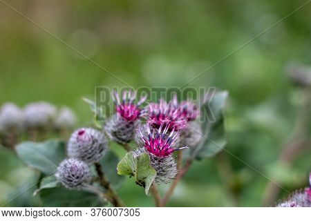 Young Reptile Flowers On A Blurred Green Background.