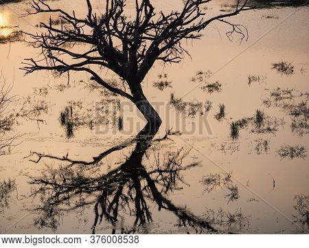 Picture Of A Tree And Its Reflection In A Pond