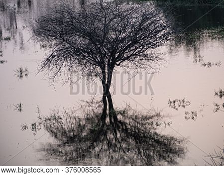 Picture Of An Autumn Tree And Its Reflection In A Pond