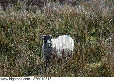 Gorgeous Black And White Faced Swaledale Sheep In Long Tall Grass.