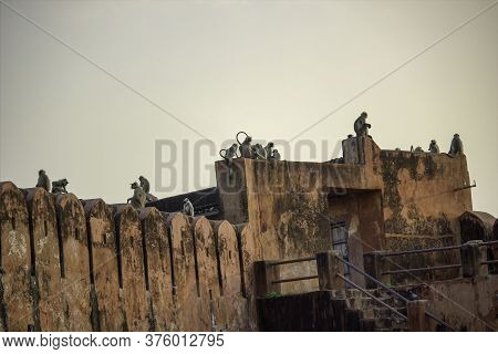A Group Of Langoor Monkeys Sitting On A Fortress Wall In Jaipur - India