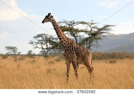 La giraffa Roaming