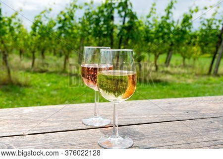 Tasting Of Dutch Rose And Dry White Wine On Vineyard In Summer