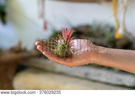 Close Up Of Woman Florist Holding In Her Wet Hand After Spraying Air Plant Tillandsia At Garden Home