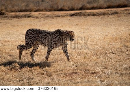 Cheetah, Guepard Is On The Wild Winter Savannah Of Africa. Wild Animals In Nature.
