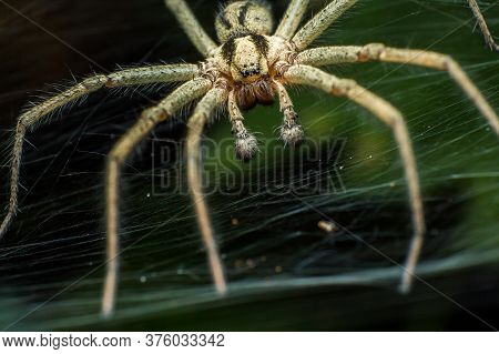 Labyrinth Spider (agelena Labyrinthica), From The Family Of Funnel Spiders, Sitting In A Tunnel From