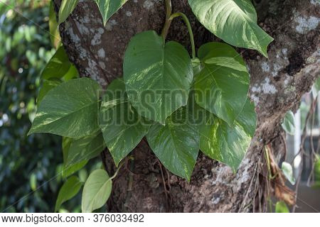 Epipremnum Aureum Or Golden Pothos Wiggle On A Big Tree In The Garden.