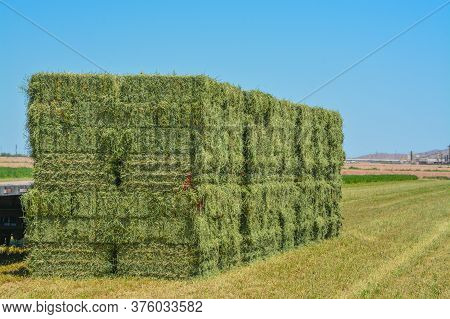 Alfalfa Hay, Grown, Baled, Ready To Be Shipped To Feed Stores. Goodyear, Maricopa County, Arizona Us