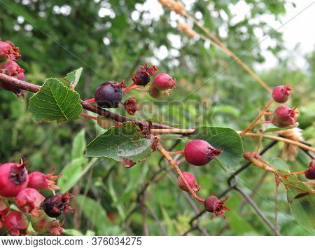 Ripe And Underripe Strawberries On The Tree At The Garden