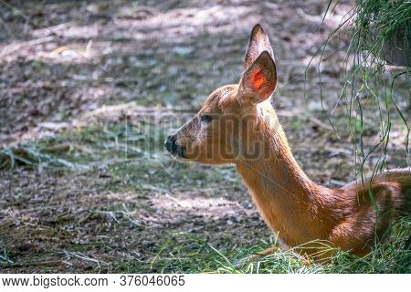 A Young Sika Deer Lying On The Ground And Grass. The Sika Deer, Cervus Nippon, Also Known As The Spo