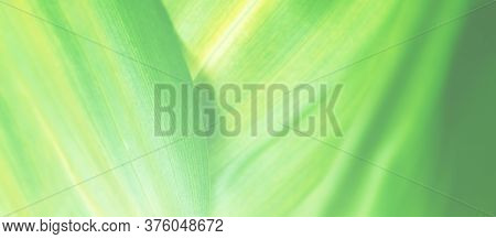 Amazing Eco Life Nature Background Banner. Macro Green Leaf Texture . Selective Focus. Ecology Green