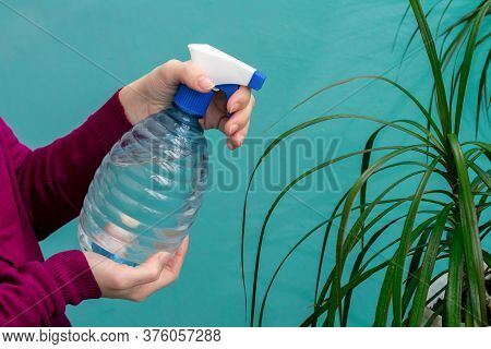 Close Up View Of A Female Hands, Which Are Spraying Water On Leaves Of Dracaena Plant At Home. Garde