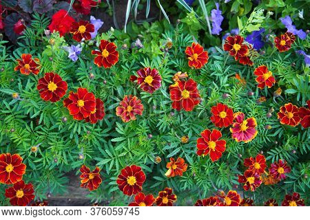Bright Red Flowers Of Turkish Carnation (lat. Diánthus Barbátus) On The Background Of Green Leaves. 