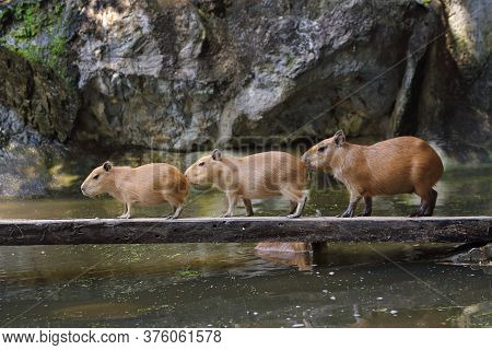 Three Capybara (hydrochoerus Hydrochaeris) Walking On Wood Bridge