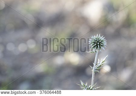 Close-up Photo Of The Echinops Bannaticus Prickly Plant.